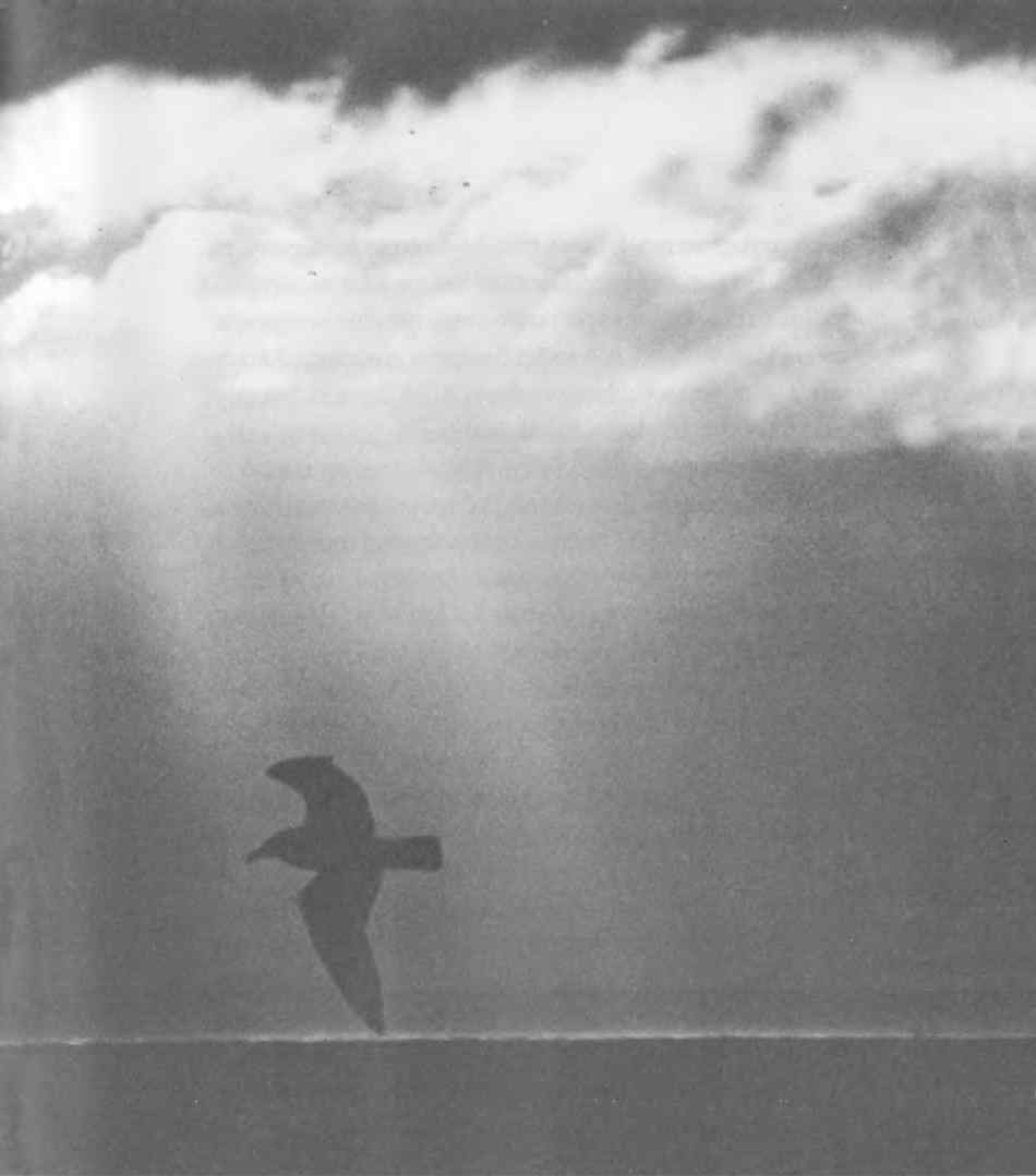 Птица и облаци на стр. 21 Птица и облаци на стр. 21