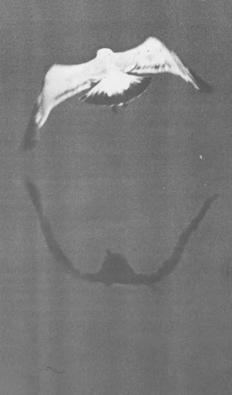 Две птици, светла и тъмна, в огледален кръг на стр. 46 Две птици, светла и тъмна, в огледален кръг на стр. 46