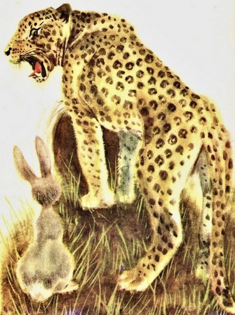 18_tigur.jpg 18_tigur.jpg