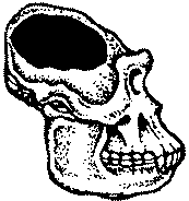 Горила Череп на горила