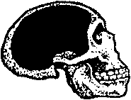 Неандерталец Череп на неандерталец