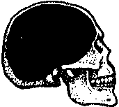 Съвременен човек Череп на съвременен човек