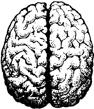 Мозък Мозък