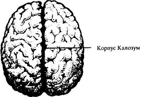 Корпус калозум Мозък с посочен корпус калозум