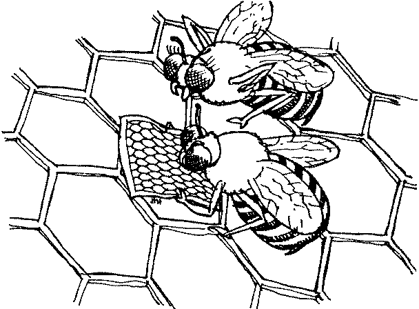 — Вече пети път минаваме оттук, Натан… спри и питай за посоката! Две пчели разглеждат карта