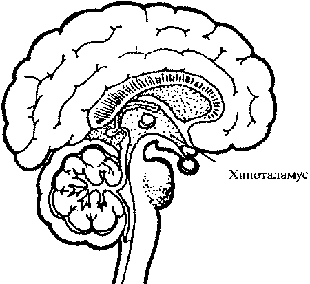 Хипоталамусът — център на секса в мозъка Мозък с посочен хипоталамус
