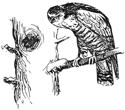 palavnitsa4.png palavnitsa4.png