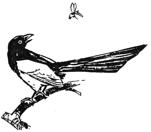 bodlivijat_tryn2.png bodlivijat_tryn2.png