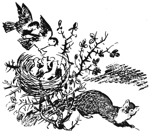 bodlivijat_tryn3.png bodlivijat_tryn3.png