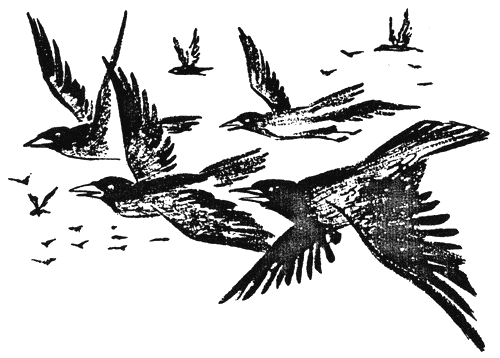 sivoto_oko1.png sivoto_oko1.png