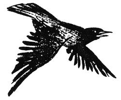 sivoto_oko4.png sivoto_oko4.png