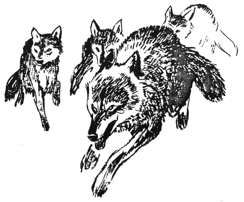 pri_horata2.png pri_horata2.png