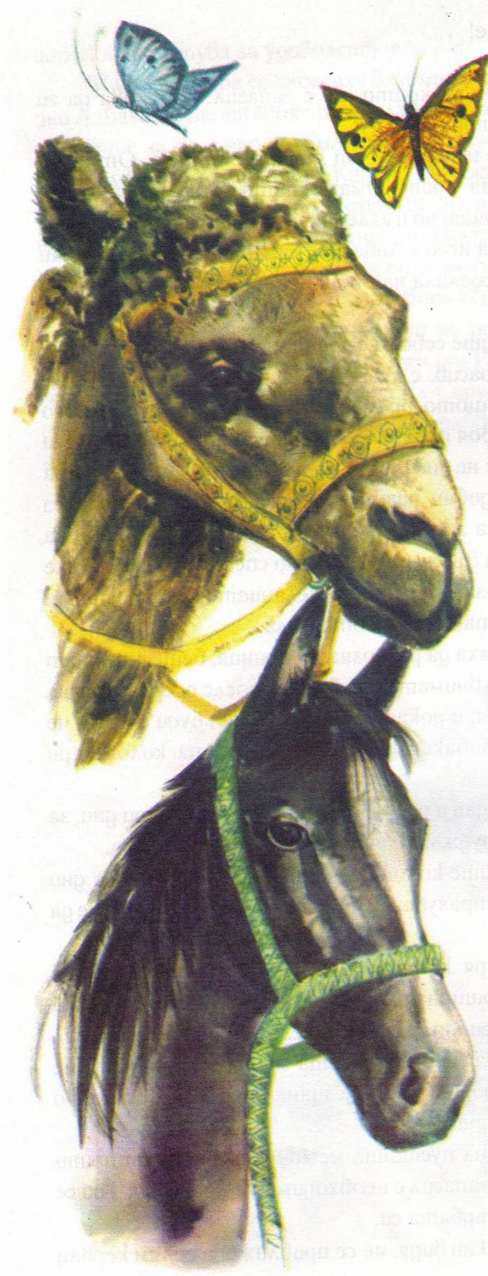 labakan_shivachyt_kamila_i_kon.jpg labakan_shivachyt_kamila_i_kon.jpg