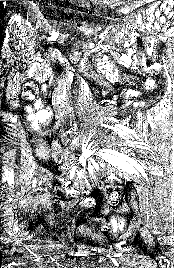 kniga_za_junglata_03.png kniga_za_junglata_03.png