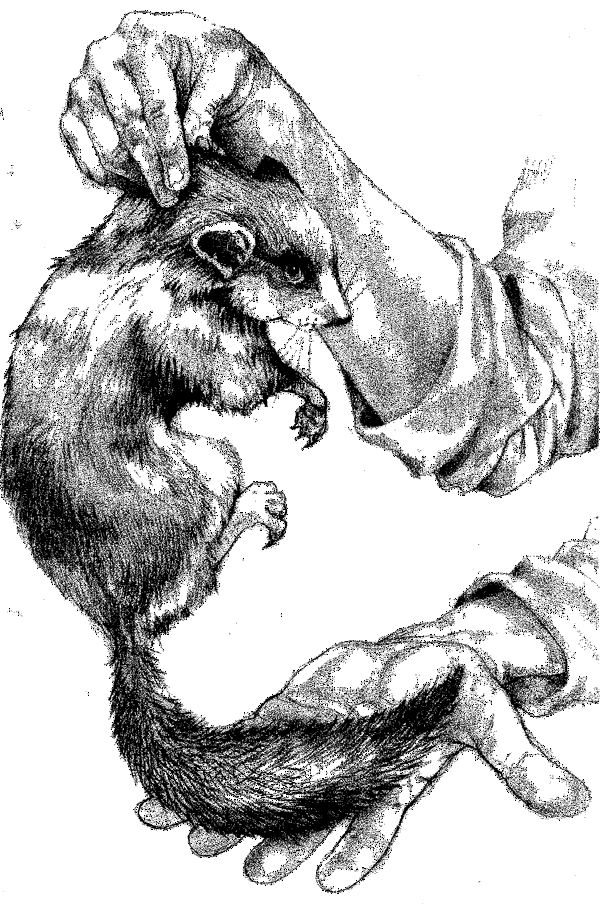 kniga_za_junglata_09.png kniga_za_junglata_09.png