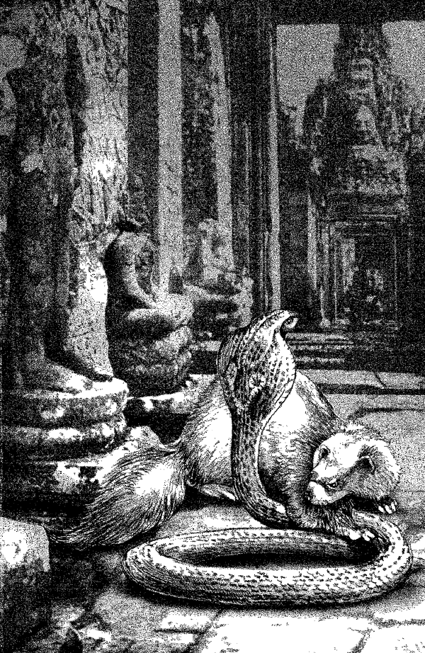 kniga_za_junglata_10.png kniga_za_junglata_10.png