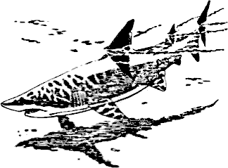 maystorat_na_taekuon_do_4.png maystorat_na_taekuon_do_4.png