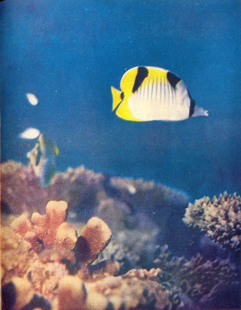 Рибата пеперуда, необезпокоена още от новите владетели на морските дълбочини ribata_peperuda.jpg