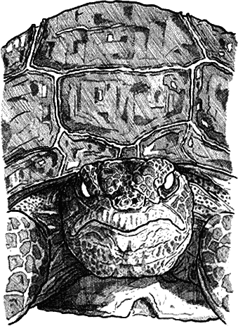 morelsi_3.png morelsi_3.png