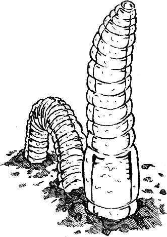 morelsi_8.png morelsi_8.png