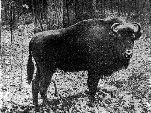 Беловежки зубър от Полша belovezhki_zubar.png