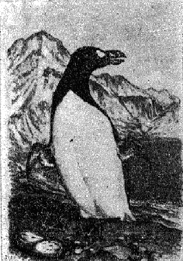 Няколко музейни експоната — това е всичко, което е останало от безкрилата гагарка bezkrila_gagarka.png