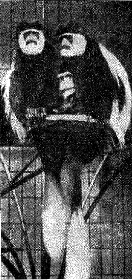 Маймуната гуереза също за малко не била унищожена от ловците на ценни кожи maymuna_gueresa.png