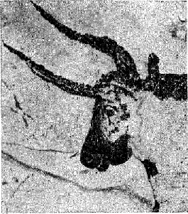 Пещерна рисунка на тур risunka_na_tur.png