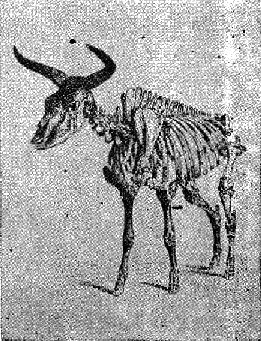 Скелет на тур skelet_na_tur.png