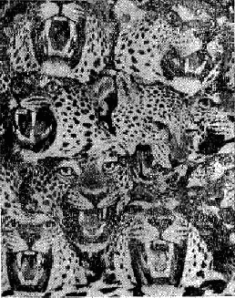 Тези леопарди са станали жертва заради „ловците на трофеи“ trofei.png