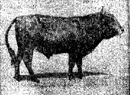 Рисунка на възстановения от братя Хек тур turat_na_bratya_hek.png