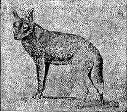 Вълкоподобната лисица, изчезнала от о-в Фолклънд през 1876 г. valkopodobna_lisitsa.png