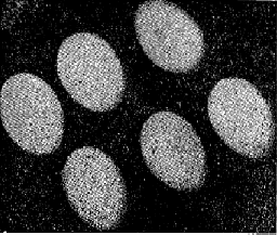 Яйца на лабрадорска гага yaytsa_na_labradorska_gaga.png