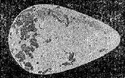 Яйце на безкрила гагарка yaytse_na_bezkrila_gagarka.png