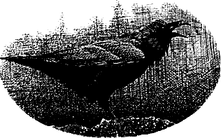 vulchi_brat-012.png vulchi_brat-012.png