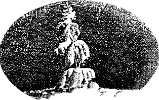 vulchi_brat-028.png vulchi_brat-028.png