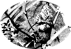 vulchi_brat-030.png vulchi_brat-030.png