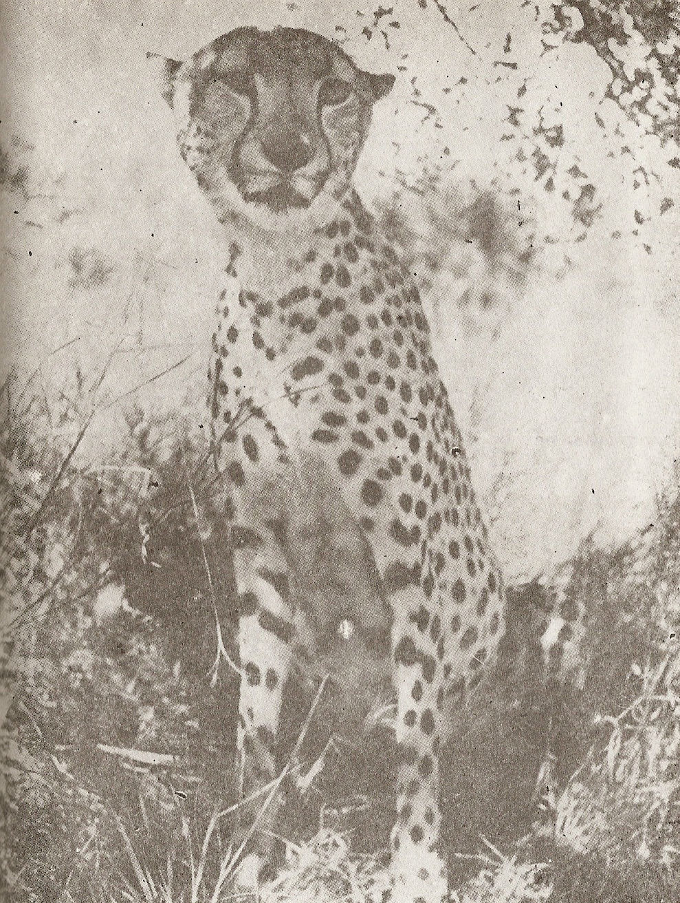 Окото на Мбили оздравя okoto.jpg