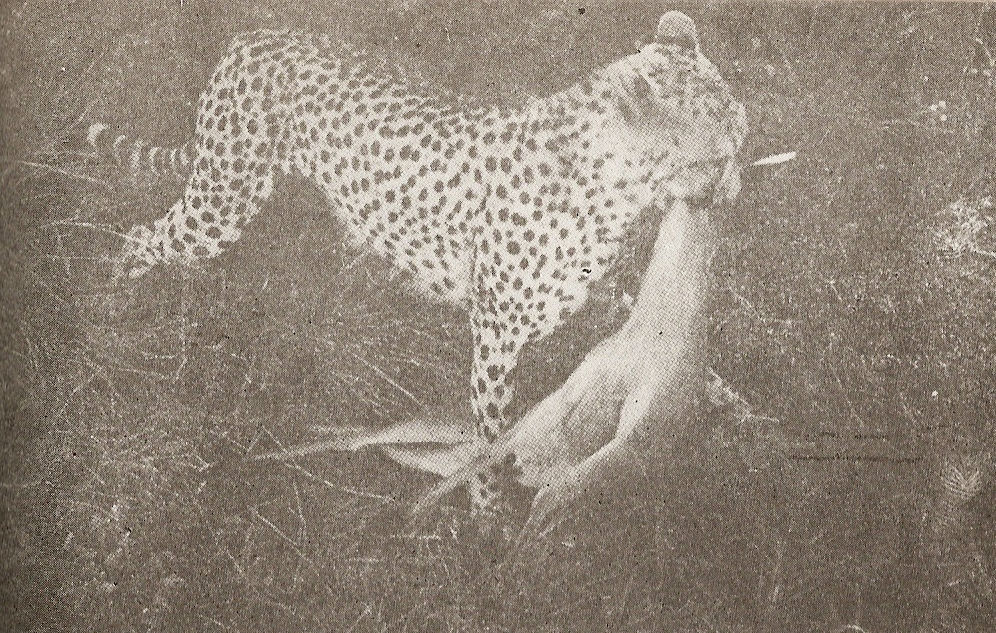 Пипа с убитата от нея антилопа дукер pliachka.jpg