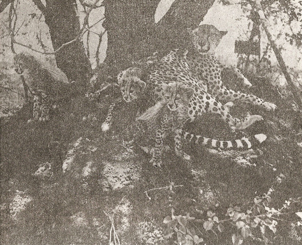 Пипа и малките на възраст 9 седмици на термитника при тека Мулика malkite_9s.jpg