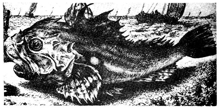 Морска риба Морска риба