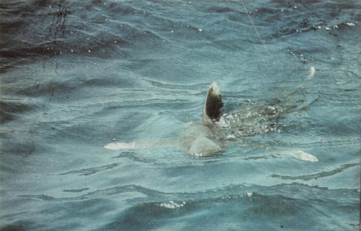 94. Акули почнаха да се навъртат около сала-лодка, щом наближихме Антилите. akula.jpg