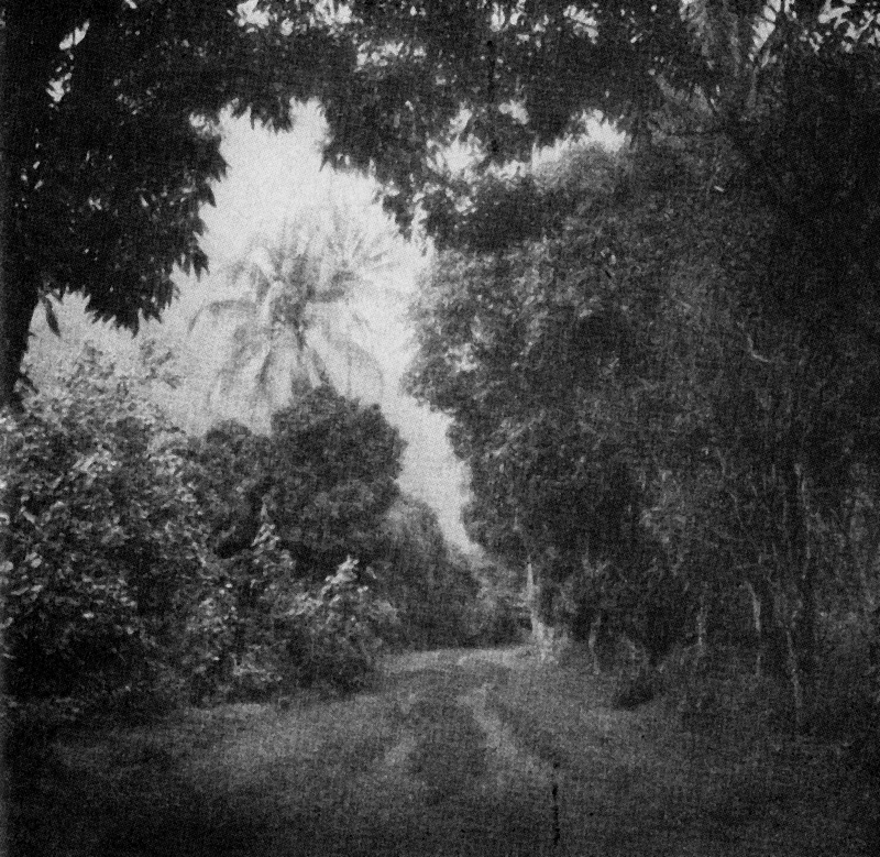 Горски път в Таити 3206_gorski_pat_taiti.png