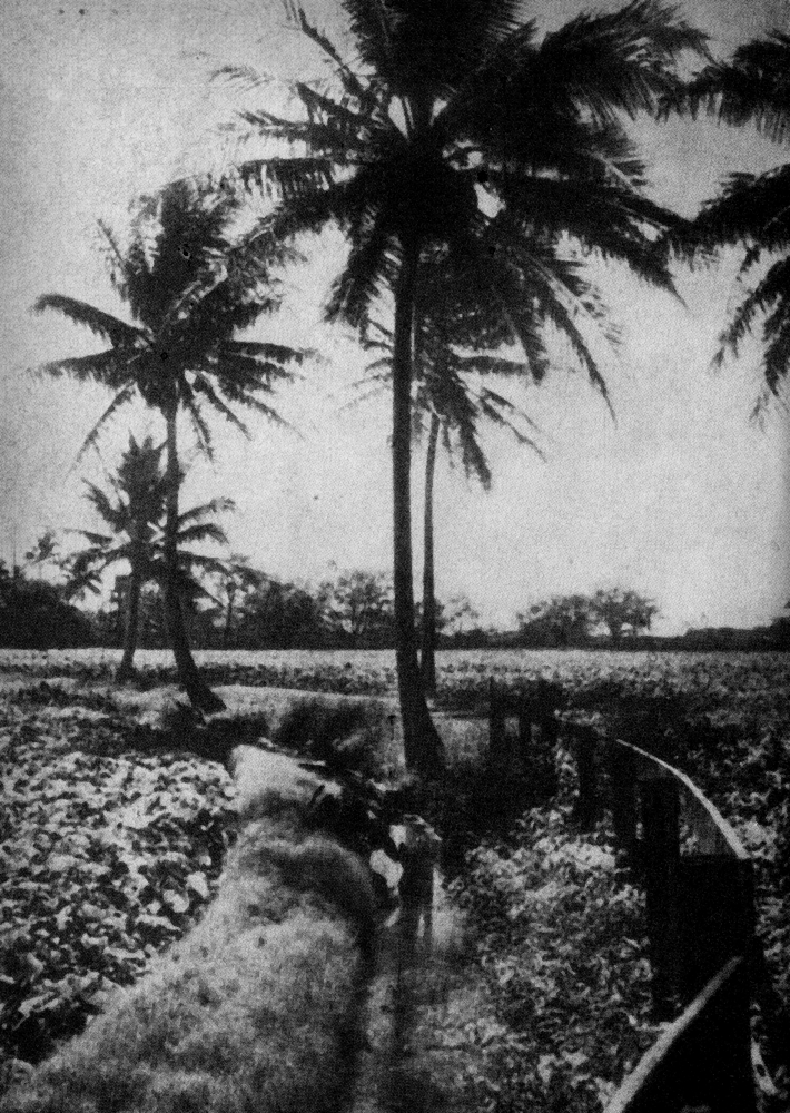 Насаждения с таро 3209_taro.png