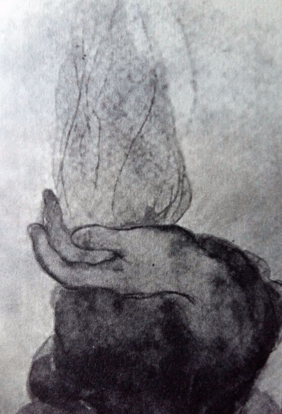 gibran_4.jpg gibran_4.jpg