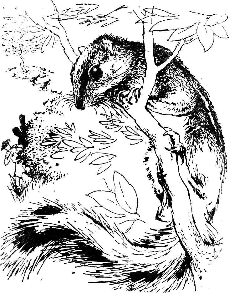 burunduk.png burunduk.png