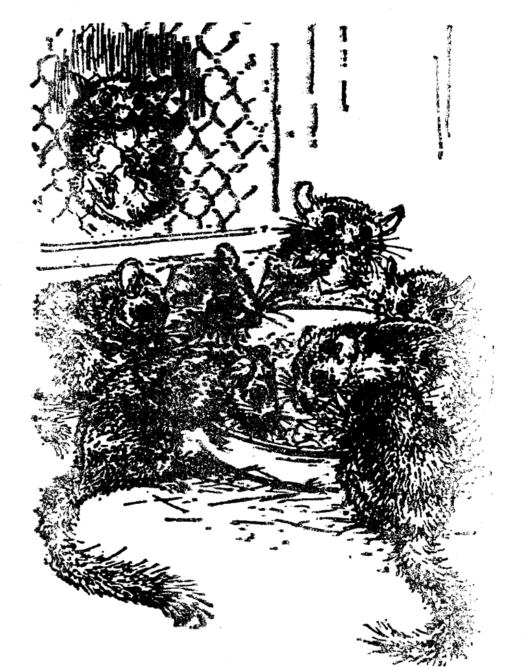 saselchetata.png saselchetata.png