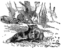 Лъв, мечка и лисица Лъв, мечка и лисица