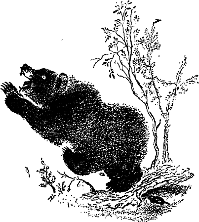 Юначната мечка Юначната мечка