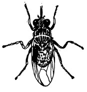 Мухата цеце. cece.jpg